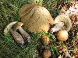 Leccinellum pseudoscabrum