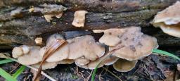 Tyromyces fumidiceps