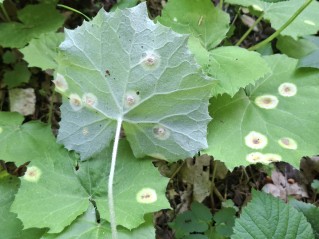 Puccinia poarum