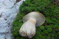 Boletus edulis