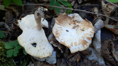 Lentinus substrictus