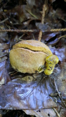 Pseudoboletus parasiticus