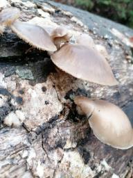 Pleurotus ostreatus