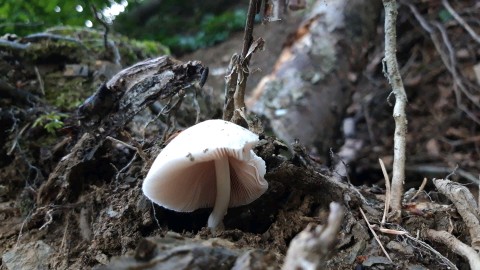 Pluteus inquilinus