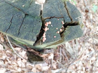 Lycogala epidendrum