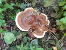 Ganoderma resinaceum