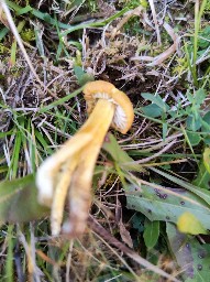 Hygrocybe citrinovirens