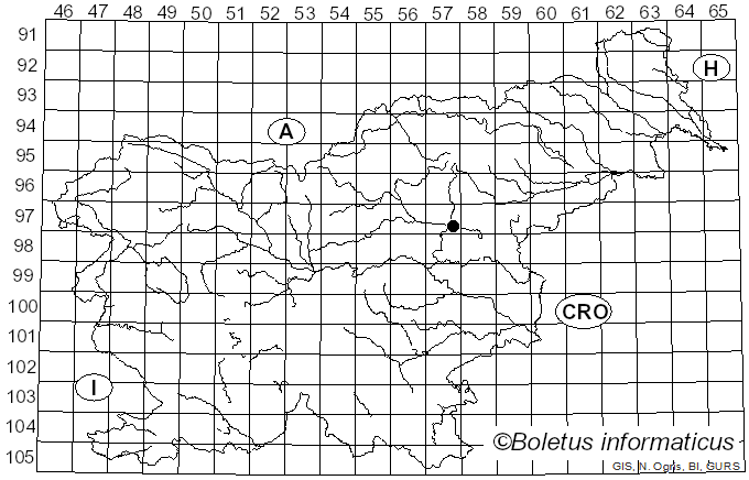<i>Strasseria geniculata</i> (Berk. & Broome) Höhn. (1919)