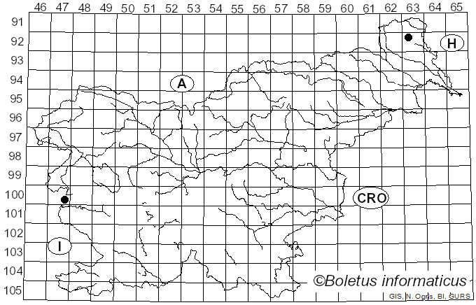 <i>Conocybe coprophila</i> (Kühner) Kühner (1935)