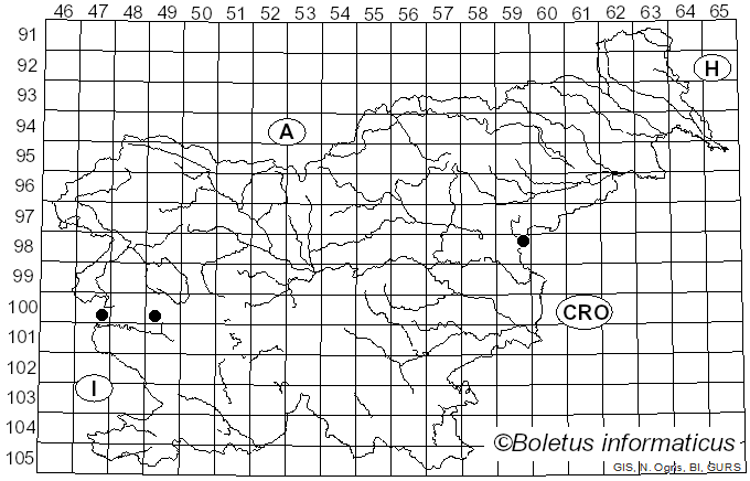 <i>Agrilus derasofasciatus</i>