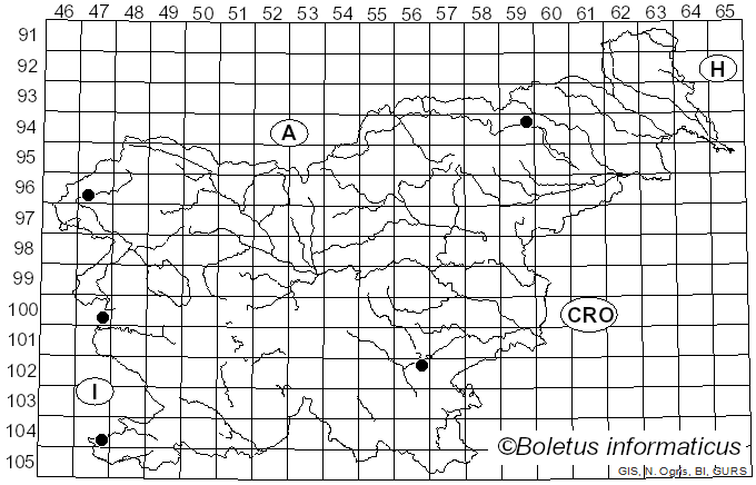 <i>Mycena meliigena</i> (Berk. & Cooke) Sacc. (1887)