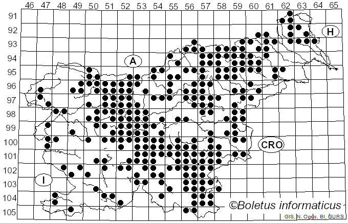 <i>Caloboletus calopus</i> (Pers.) Vizzini (2014)