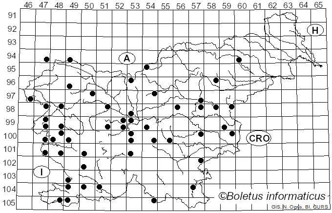 <i>Agrilus</i>