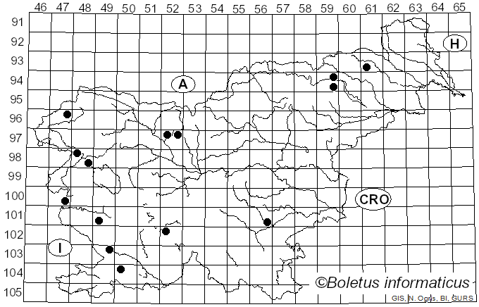 <i>Pulcherricium</i> Parmasto (1968)