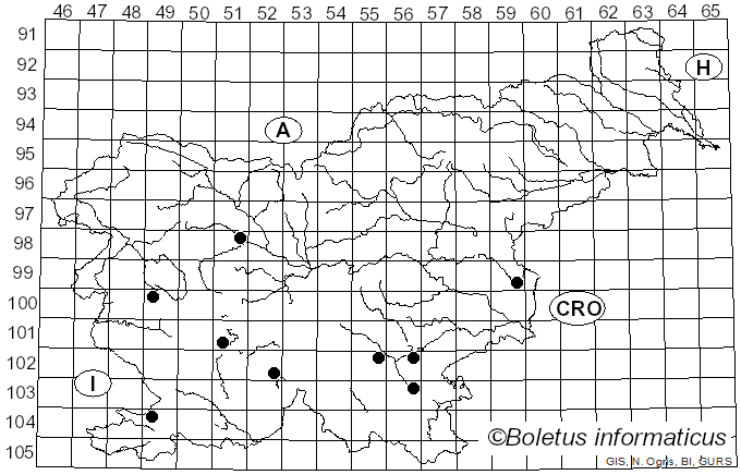 <i>Mycena arcangeliana</i> Bres. (1904)