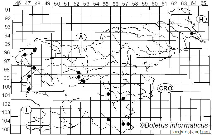 <i>Irpex lacteus</i> (Fr.) Fr. (1828)