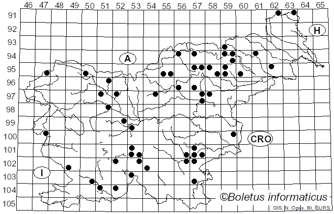 <i>Russula rhodopus</i> Zvára (1928)