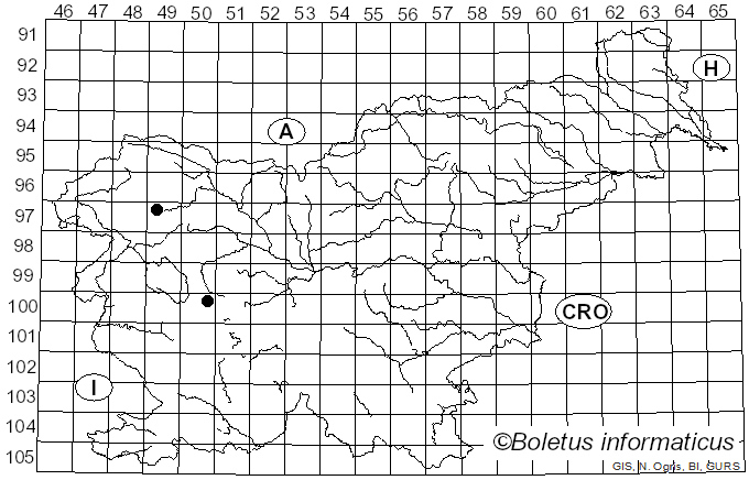 <i>Criorhina asilica</i> Fallen