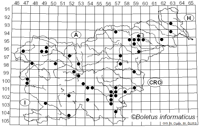 <i>Inocybe fuscidula</i> Velen. (1920)