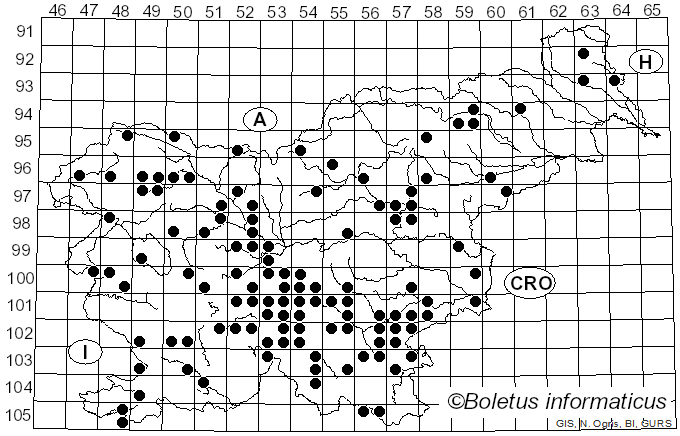 <i>Imperator rhodopurpureus</i> (Smotl.) Assyov et al. (2015)