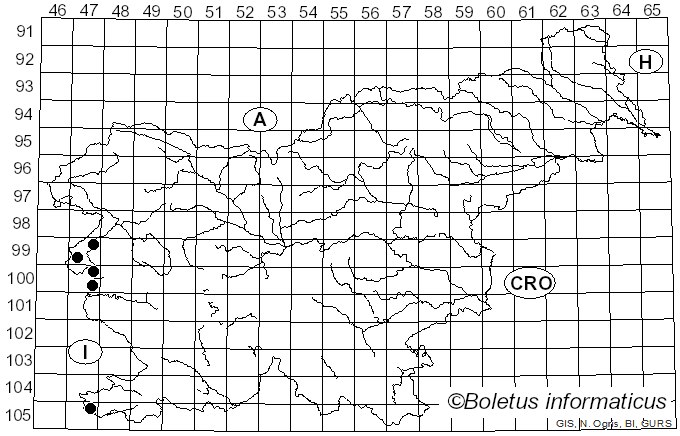 <i>Chaetocalathus craterellus</i> (Durieu & Lév.) Pat. (1943)