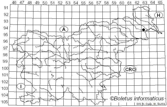 <i>Amanita dryophila</i> Consiglio & Contu (1999)