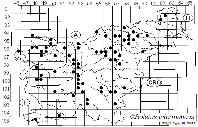 <i>Paragymnopus perforans</i> (Hoffm.) J.S. Oliveira (2019)