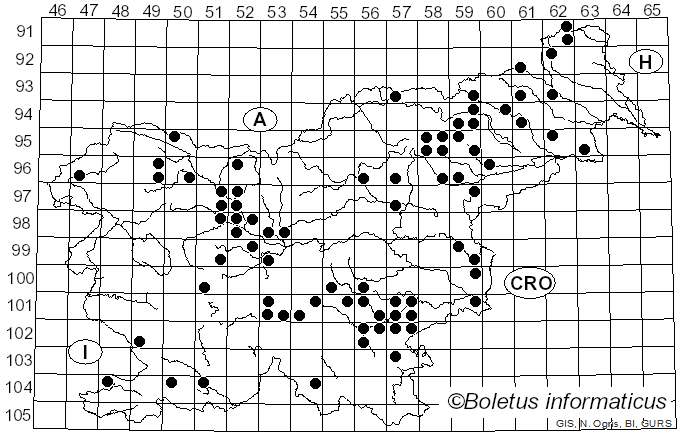 <i>Hydnum umbilicatum</i> Peck (1902)