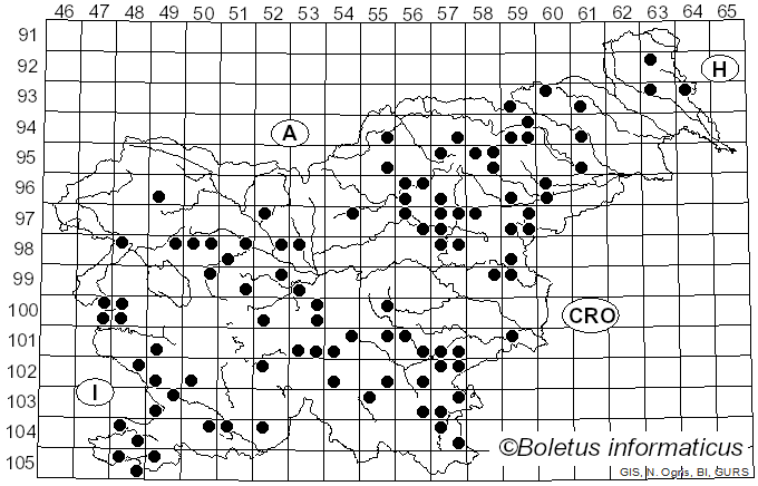 <i>Lactarius acerrimus</i> Britzelm. (1893)