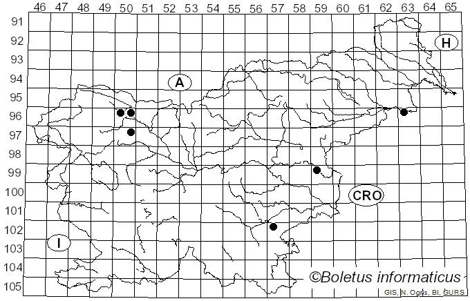 <i>Bactridium flavum</i> Kunze (1817)