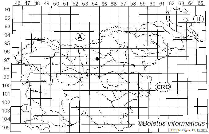 <i>Mycena overholtsii</i> A.H. Sm. & Solheim (1953)