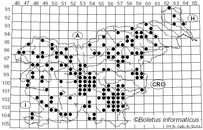 <i>Lactarius pallidus</i> Pers. (1797)
