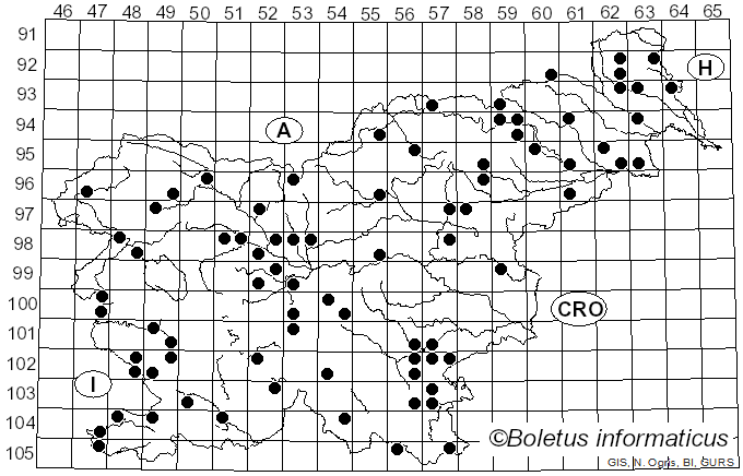 <i>Collybia sordida</i> (Schumach.) Z.M. He & Zhu L. Yang (2023)