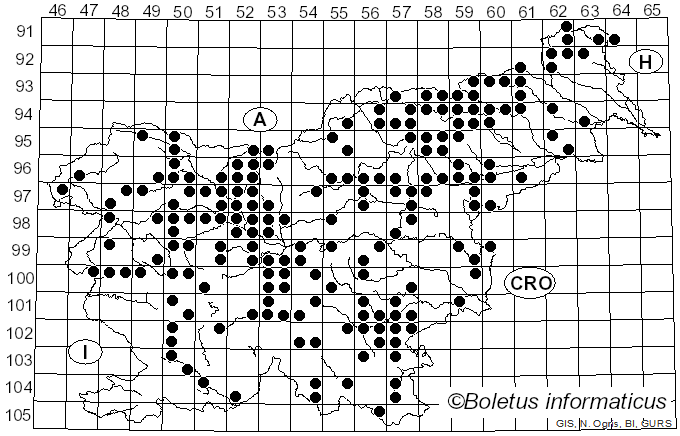 <i>Mycetinis</i> Earle (1909)