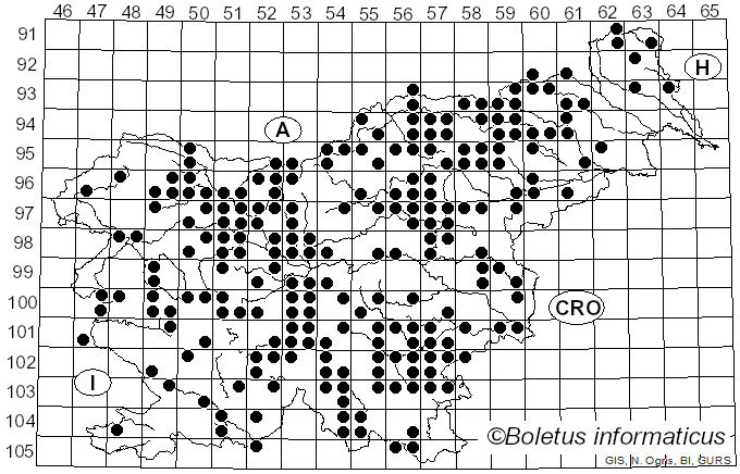 <i>Collybiopsis confluens</i> (Pers.) R.H. Petersen (2021)