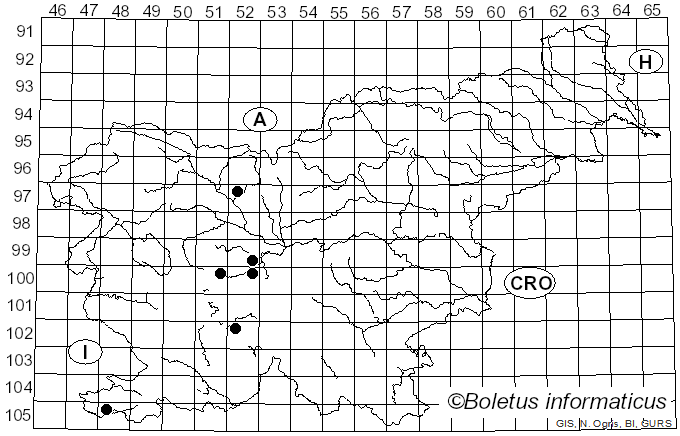 <i>Neoascia podagrica</i> Fabricius (1775)