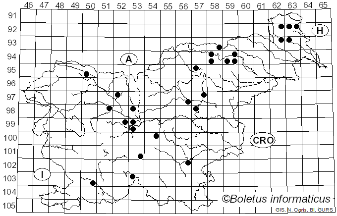 <i>Tricholoma apium</i> Jul. Schäff. (1925)