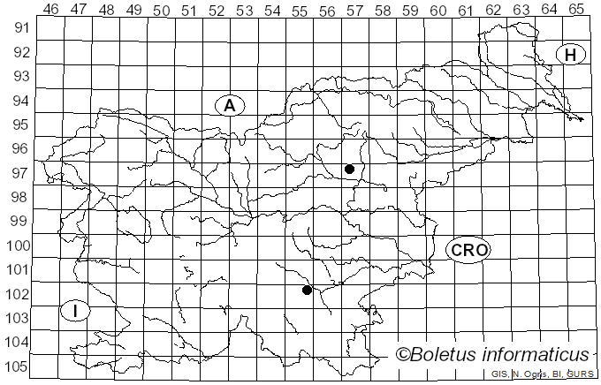 <i>Mycena capillaripes</i> Peck (1888)
