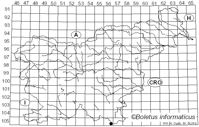 <i>Caeoma allii-ursini</i> G. Winter (1884)