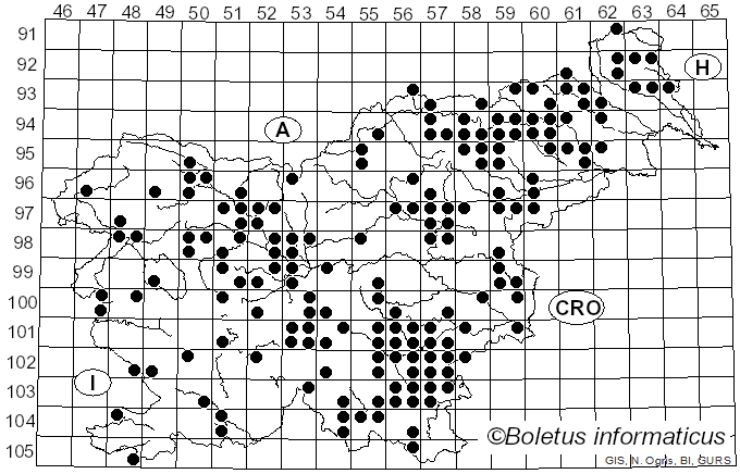 <i>Collybiopsis peronata</i> (Bolton) R.H. Petersen (2021)