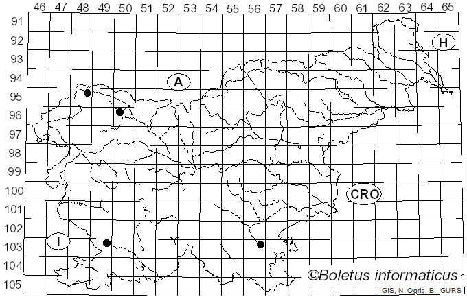 <i>Glyphium elatum</i> (Grev.) H. Zogg (1962)
