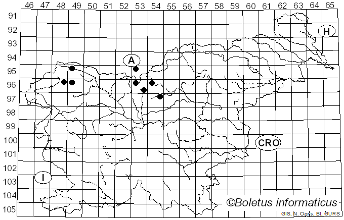 <i>Cheilosia lenis</i> Becker