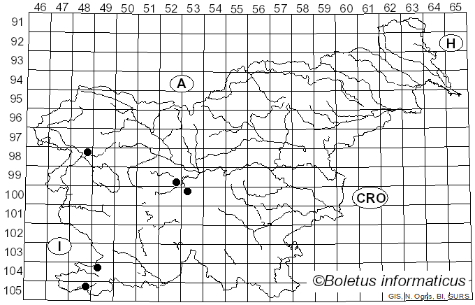 <i>Agrilus roscidus</i>