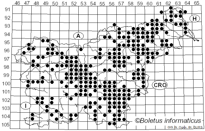 <i>Hymenopellis radicata</i> (Relhan) R.H. Petersen (2010)