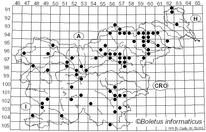 <i>Russula torulosa</i> Bres. (1929)
