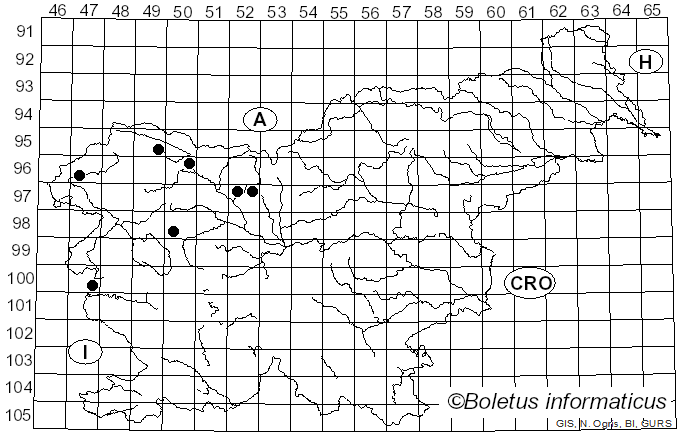 <i>Ruzenia spermoides</i> (Hoffm.) O. Hilber (2002)