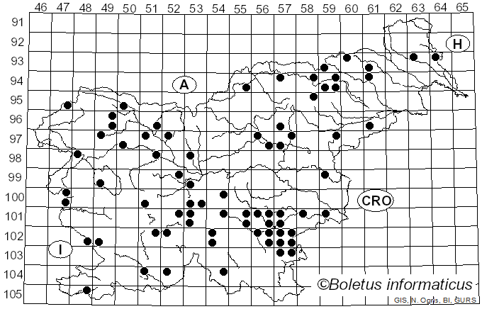 <i>Inosperma bongardii</i> (Weinm.) Matheny & Esteve-Rav. (2019)