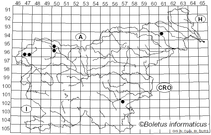 <i>Spodocybe trulliformis</i> (Fr.) Vizzini, P. Alvarado & Dima (2021)