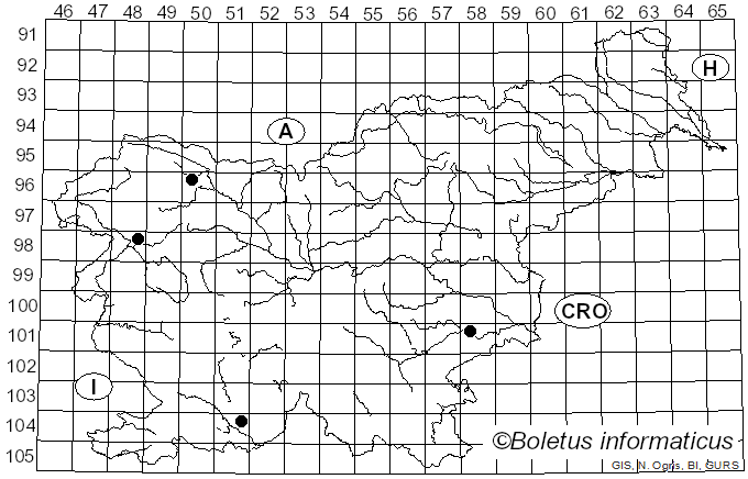 <i>Criorhina berberina</i> Fabricius