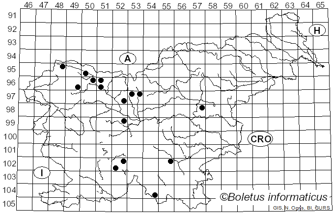 <i>Erysiphe cruciferarum</i> Opiz ex L. Junell (1967)